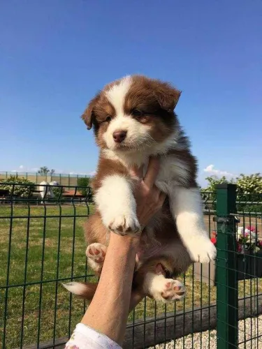 filhote border collie, Seus dias nunca mais serão os mesmos com um cãopanheiro fiel!