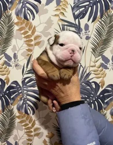 Bulldog Inglês,Bulldog Inglês Filhote Vacinado e Vermifugado