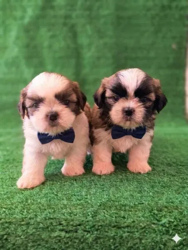 Filhotes de Shih Tzu Macho 