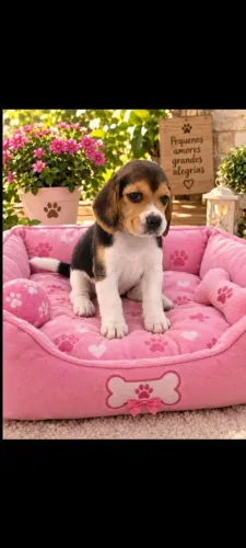 Disponível filhote de Beagle