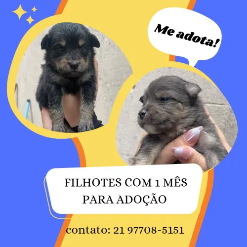 Adoção de filhotes de cachorro 