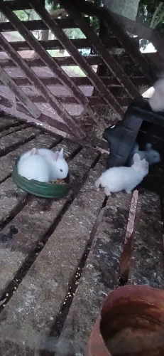 Vendo coelhinhos 