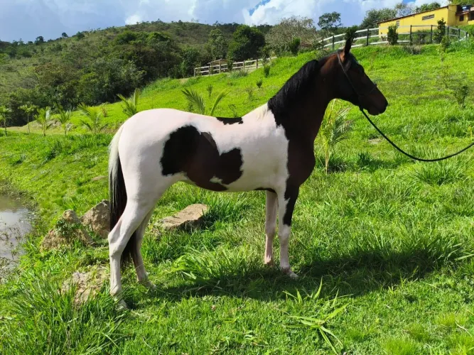 Cavalo pampa