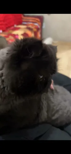 Vende-se um gato persa puro e lindo de um ano e meio não castrado cinza