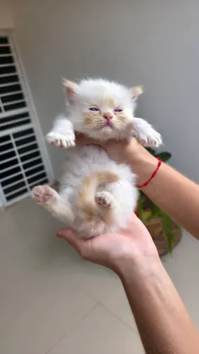 Gato persa