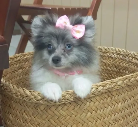 Filhotes de Lulu da Pomerania
