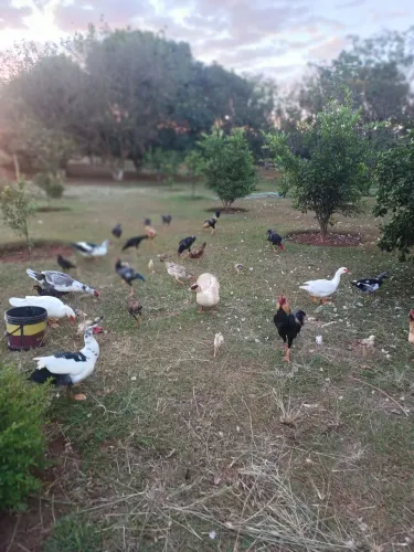 Galos e Patos novos - 70,00