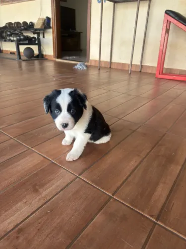 Vendo filhote Border collie