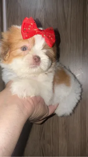 Shih tzu fêmea act cartão parcelo 12 x