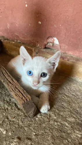 GATINHOS PARA ADOÇÃO!(Heterocromia)