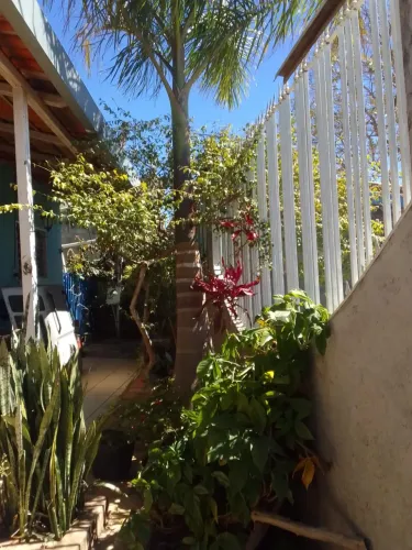 Vendo coqueiro imperial 3,5m