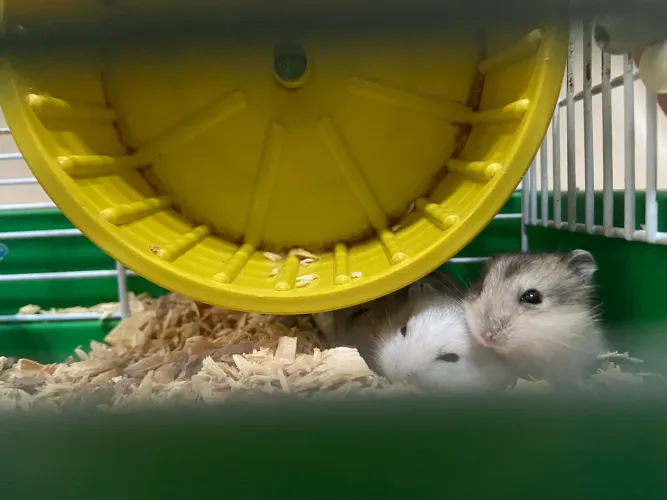 Hamster