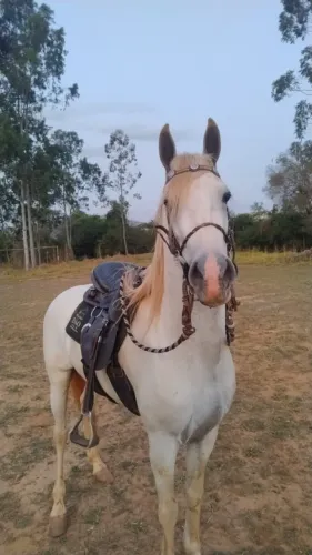 Cavalo MM Garanhão - Registrado 