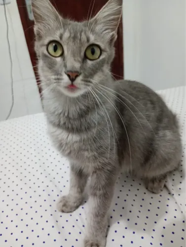 Gatinha fêmea para adoção (castrada)