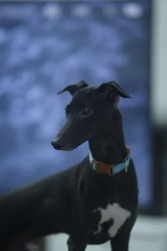 Vende lindos filhotes de galgo italiano