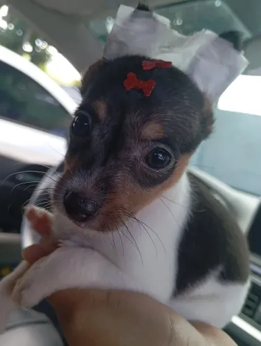 Pinscher zero fêmea bicolor