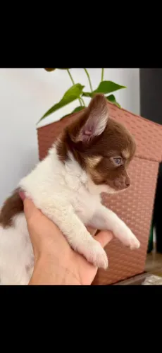 Filhote Chihuahua PL Chocotan e branco