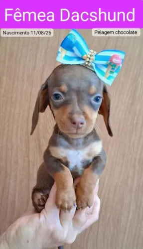 Dachshund Basset salsicha