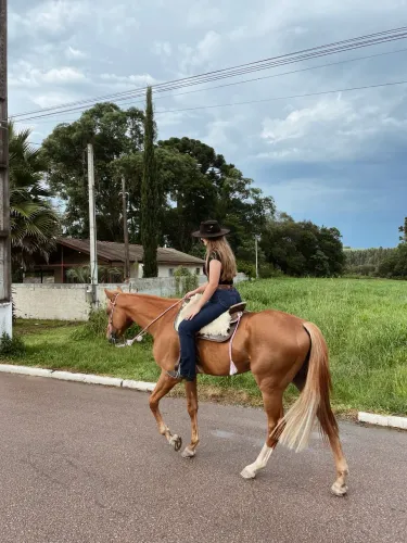 Cavalo Puro Sangue Inglês (PSI) Documentado - Ex Jockey Club do Paraná