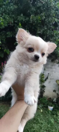 Encantador chihuahua