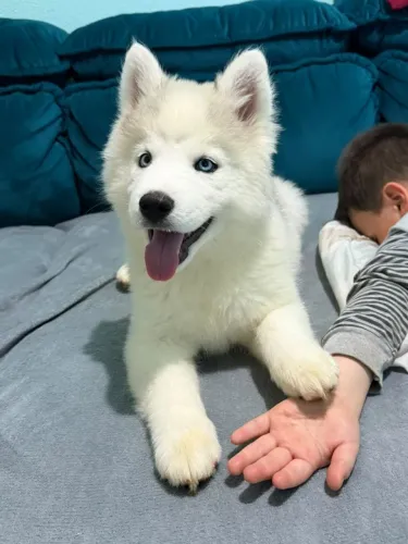 Cadela Husky