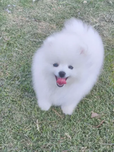 Filhote de spitz fêmea e macho anão
