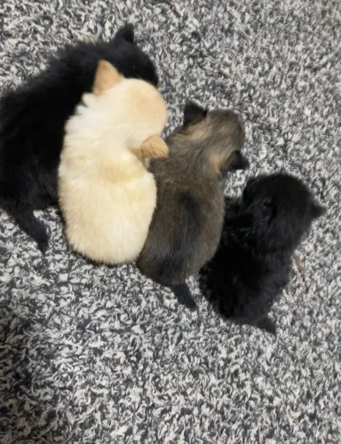 Lulu da pomerânea-spitz alemão