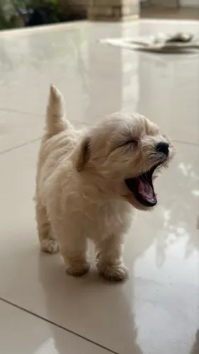 Vende-se filhote de poodle