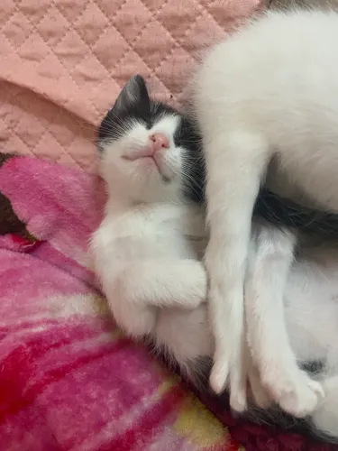 Doação gatinha fêmea 2 meses
