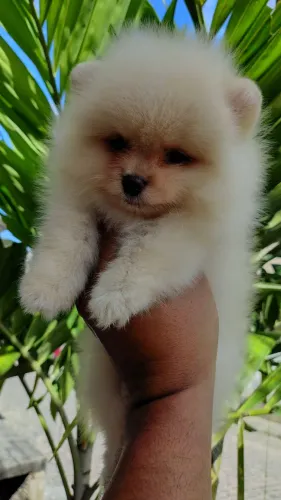 Lulu da Pomerânia macho