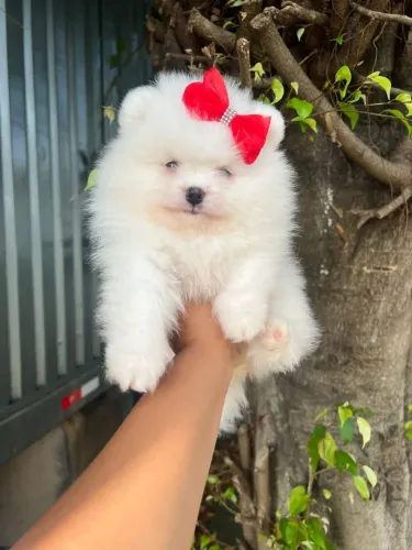 LINDOS FILHOTES DE SPITZ ALEMÃO!!!