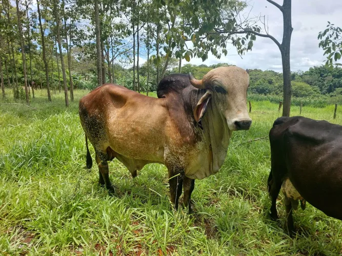 Boi Gir Leiteiro 