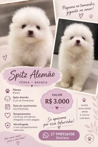 vendo filhotes de spitz alemao