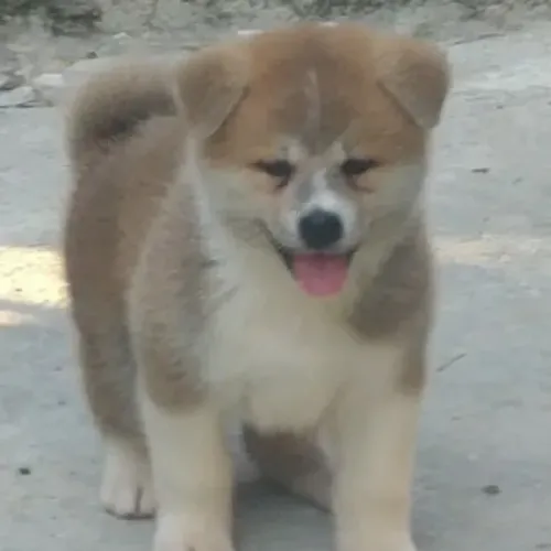Akita Inu,Akita Inu Filhote Saudável Excelente Companhia