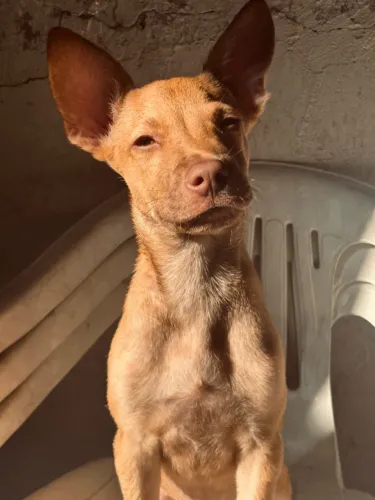 Doação de filhote de cachorro macho