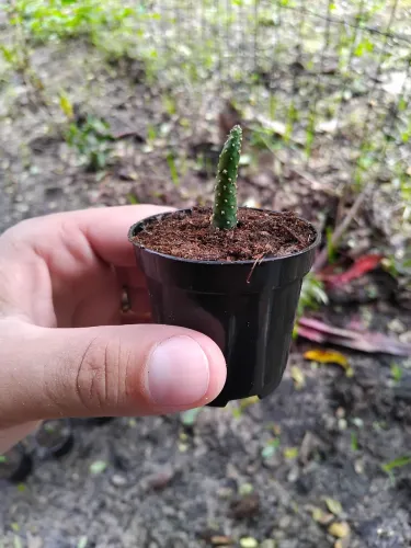 Muda de cactos 