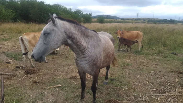 Vendo égua mangalarga sem registro
