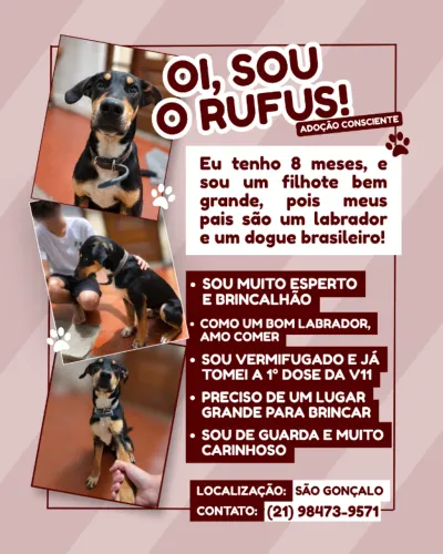  Adoção Responsável - Filhote Médio (Misto de Labrador/Dogue Brasileiro)