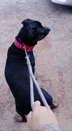 Rottweiler para cruzar