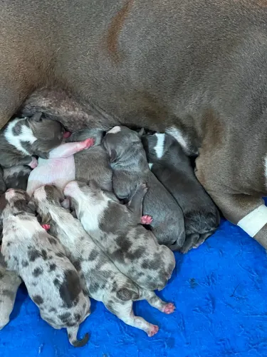 Recém Nascidos American Bully - cores exóticas 