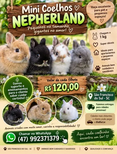 Mini coelho nepherland