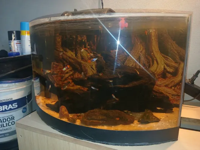 Aquarios