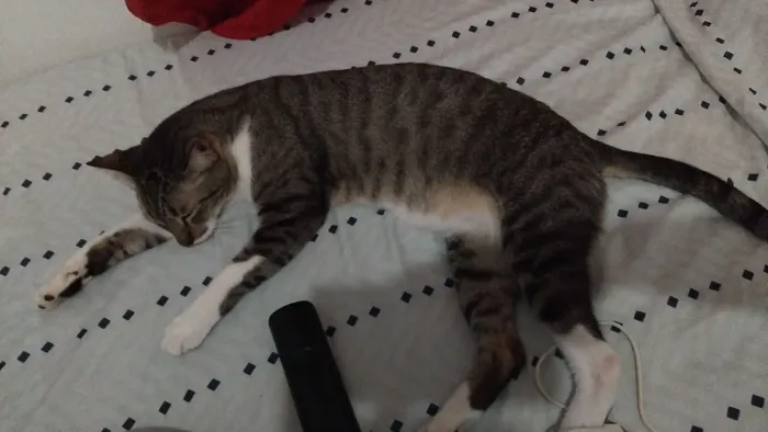 Doação de gato