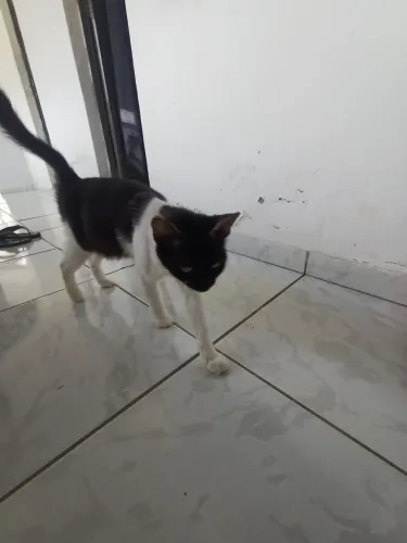 Doa-se uma gata