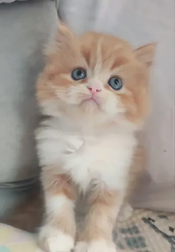 Filhote gato persa