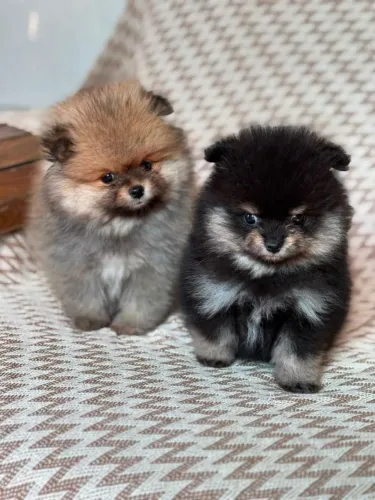 Filhotes de Spitz Alemão (Lulu da Pomerânia) - Criação Responsável MesPetits