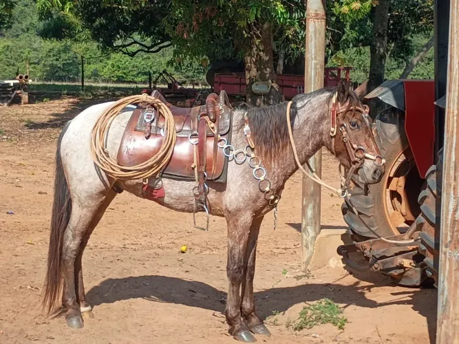 Cavalo manga larga marchador