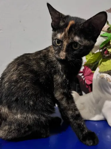 Doação de gatinhos