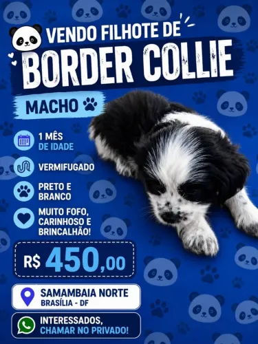Boder colier