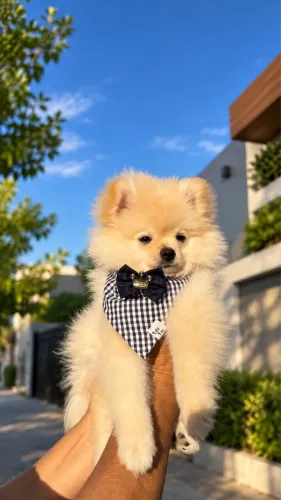 Filhote de Lulu da pomerania